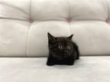 Çikolata British Shorthair