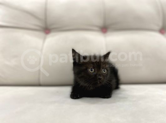 Çikolata British Shorthair görsel