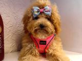 Orji̇nal Poodle Yavrular