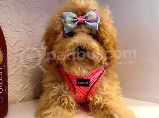 Orji̇nal Poodle Yavrular görsel