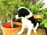 Border Collie Yavrular