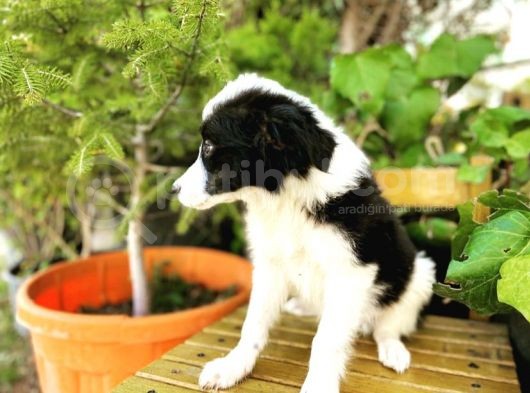 Border Collie Yavrular görsel