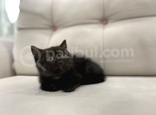 Çikolata British Shorthair görsel