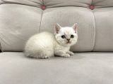 Lynx Point British Shorthair Erkek