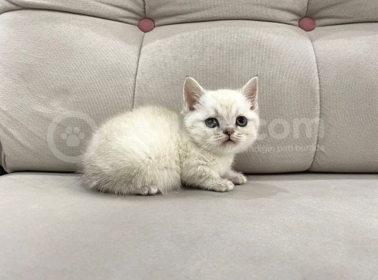 Lynx Point British Shorthair Erkek görsel