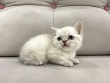 Lynx Point British Shorthair Erkek