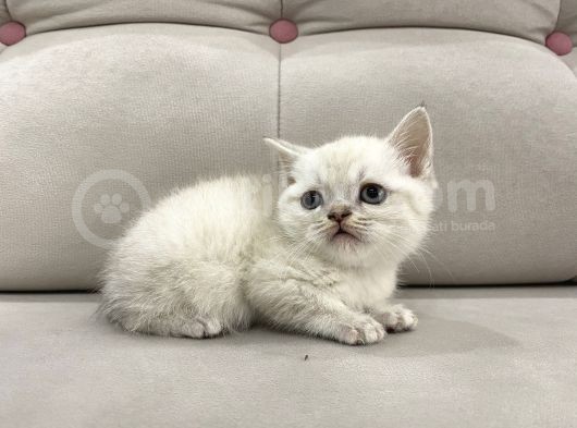 Lynx Point British Shorthair Erkek görsel