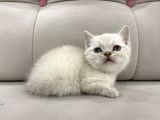 Lynx Point British Shorthair Erkek