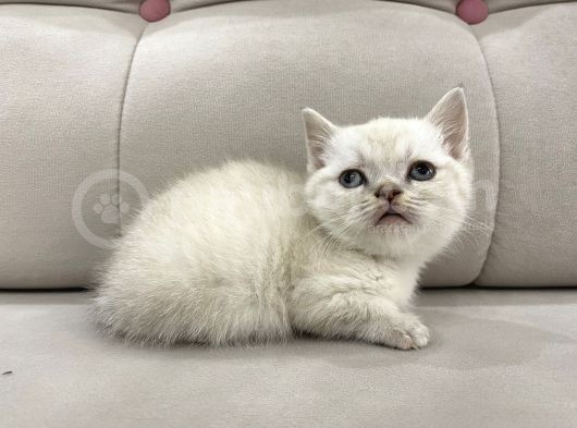 Lynx Point British Shorthair Erkek görsel