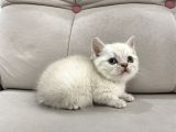 Lynx Point British Shorthair Erkek