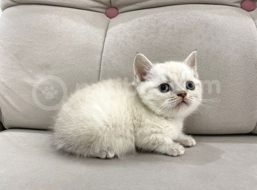 Lynx Point British Shorthair Erkek görsel