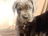 Cane Corsa Yavrular