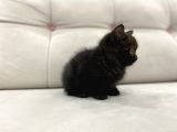 Çikolata British Shorthair