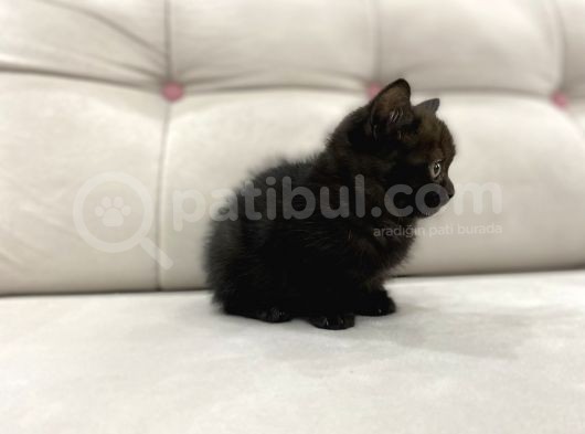 Çikolata British Shorthair görsel