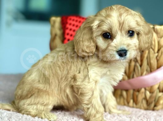 Show Kalite Maltipoo Yavrular