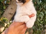 Jack Russel Yavrular