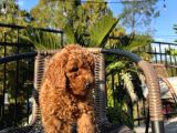 Sağlik Ve Irk Garanti̇li̇ Red Brown Toy Poodle Yavrularimiz