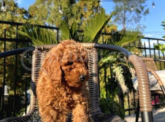 Sağlik Ve Irk Garanti̇li̇ Red Brown Toy Poodle Yavrularimiz görsel