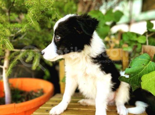 Border Collie Yavrular görsel
