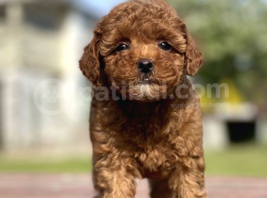 Show Kalite Mini Boy Poodle Yavrular görsel