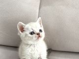 Lynx Point British Shorthair Erkek