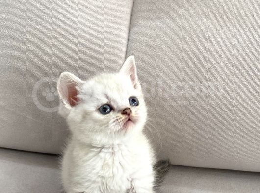 Lynx Point British Shorthair Erkek görsel