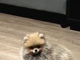 3 Aylık Tuvalet Eğitimi Almış Orijinal Pomeranian Boo