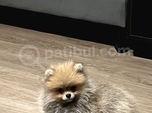 3 Aylık Tuvalet Eğitimi Almış Orijinal Pomeranian Boo