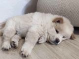 Peluş Ayıcık