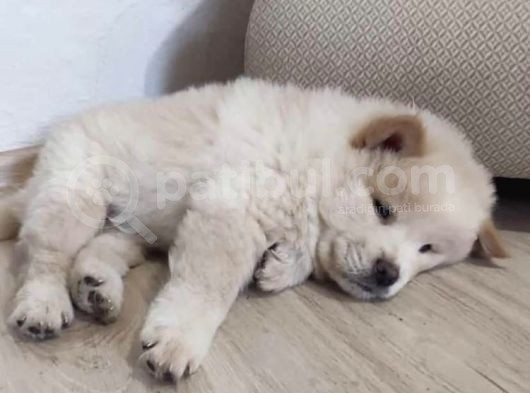 Peluş Ayıcık görsel
