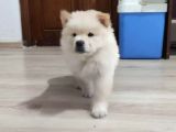 Peluş Ayıcık