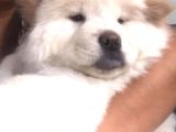 Peluş Ayıcık