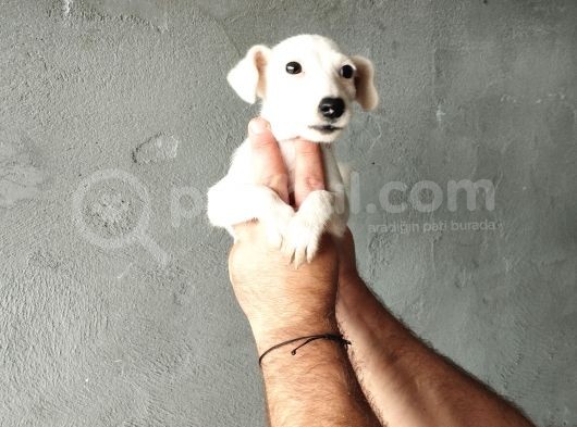 3 Aylık Dişi Jack Russel Yavrumuz Yeni Ailesini Bekliyor