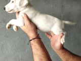 3 Aylık Dişi Jack Russel Yavrumuz Yeni Ailesini Bekliyor