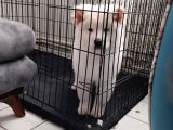 Peluş Ayıcık
