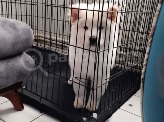 Peluş Ayıcık
