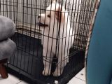 Peluş Ayıcık