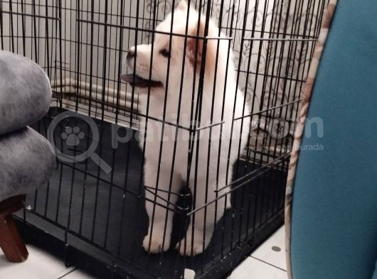 Peluş Ayıcık görsel