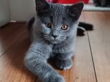 British Shorthair Erkek Dişi Yavrular
