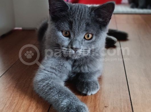 British Shorthair Erkek Dişi Yavrular