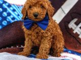 Sağlik Ve Irk Garanti̇li̇ Red Brown Toy Poodle Yavrularimiz