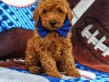 Sağlik Ve Irk Garanti̇li̇ Red Brown Toy Poodle Yavrularimiz