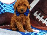 Sağlik Ve Irk Garanti̇li̇ Red Brown Toy Poodle Yavrularimiz