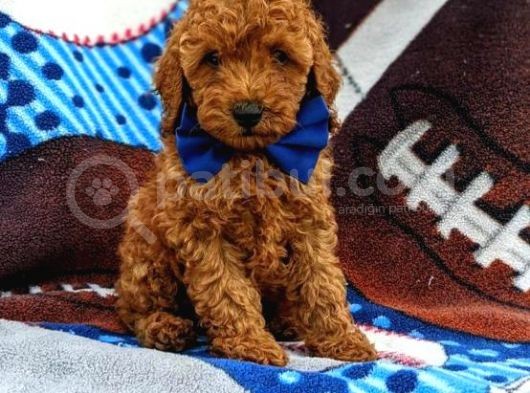 Sağlik Ve Irk Garanti̇li̇ Red Brown Toy Poodle Yavrularimiz görsel