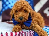 Sağlik Ve Irk Garanti̇li̇ Red Brown Toy Poodle Yavrularimiz