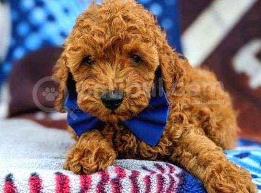Sağlik Ve Irk Garanti̇li̇ Red Brown Toy Poodle Yavrularimiz