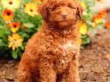 Sağlik Ve Irk Garanti̇li̇ Red Brown Toy Poodle Yavrularimiz