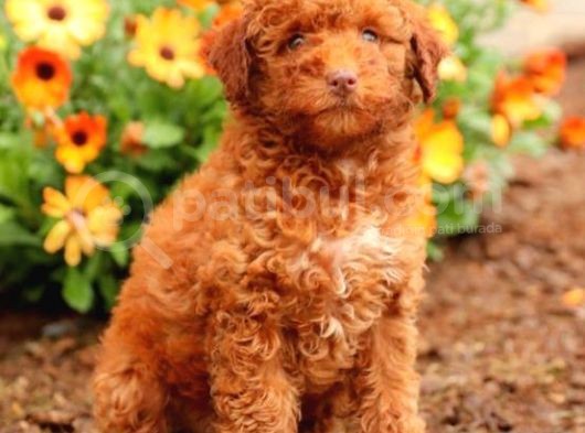 Sağlik Ve Irk Garanti̇li̇ Red Brown Toy Poodle Yavrularimiz görsel