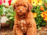 Sağlik Ve Irk Garanti̇li̇ Red Brown Toy Poodle Yavrularimiz