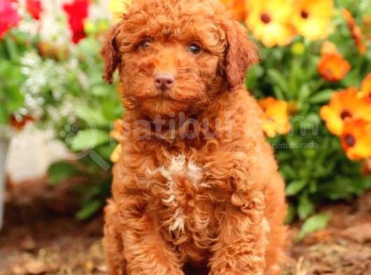 Sağlik Ve Irk Garanti̇li̇ Red Brown Toy Poodle Yavrularimiz